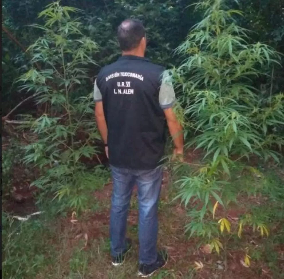 La Policía incautó plantas de marihuana en zona de monte de Cerro Azul