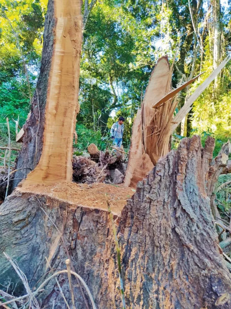 Piden explicaciones a Ecología por tala en tierra mbya guaraní