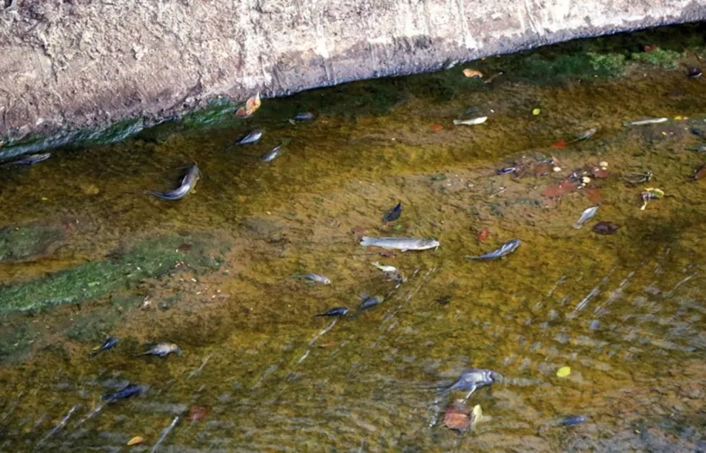 Derrame de cromo causó la mortandad de peces en el Vicario