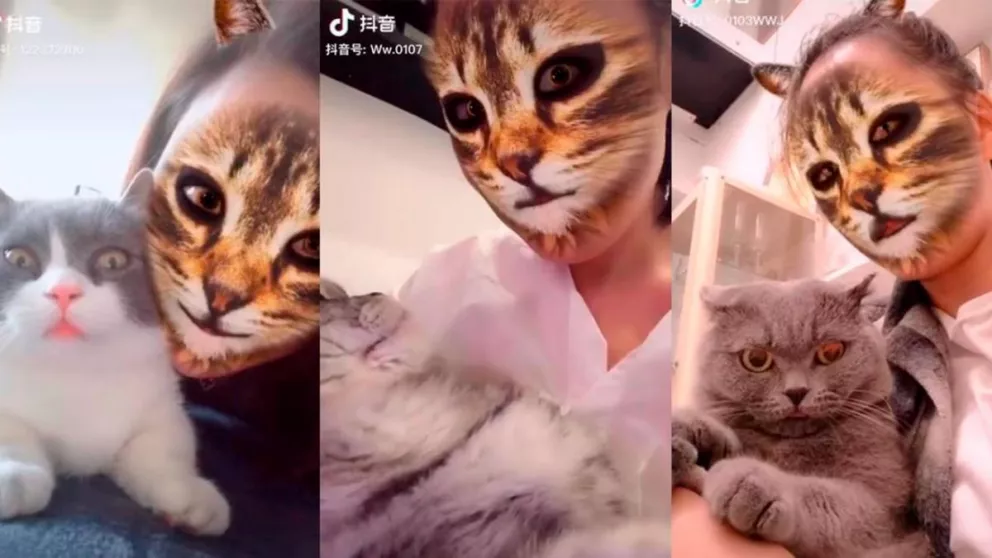 El nuevo filtro viral de Tik Tok que asusta y enloquece a los gatos