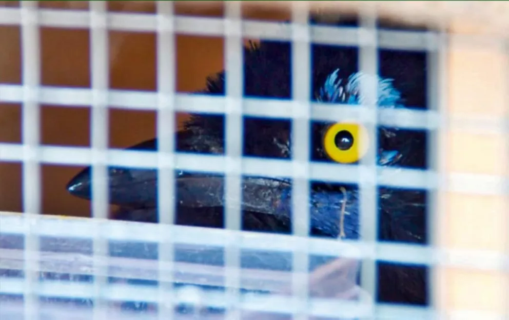 Candelaria: liberaron aves recuperadas del tráfico ilegal