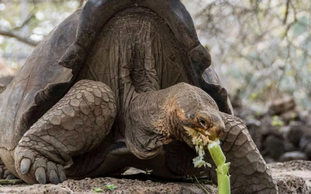 Liberarán a Diego, la tortuga gigante que salvó a su especie de la extinción en las islas Galápagos