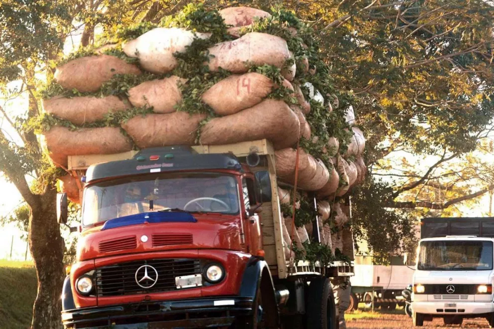 Se ven más camiones con voluminosas cargas de hojas de yerba por las rutas de Misiones.