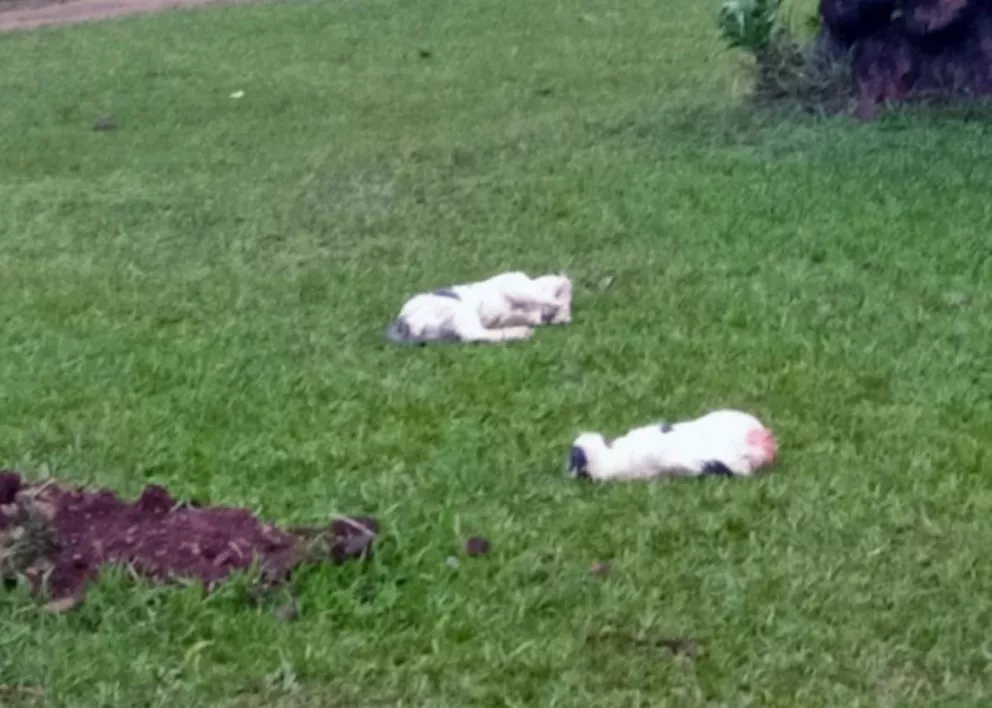 Villa Sarita: gatos aparecieron muertos a balazos y hay alarma entre vecinos