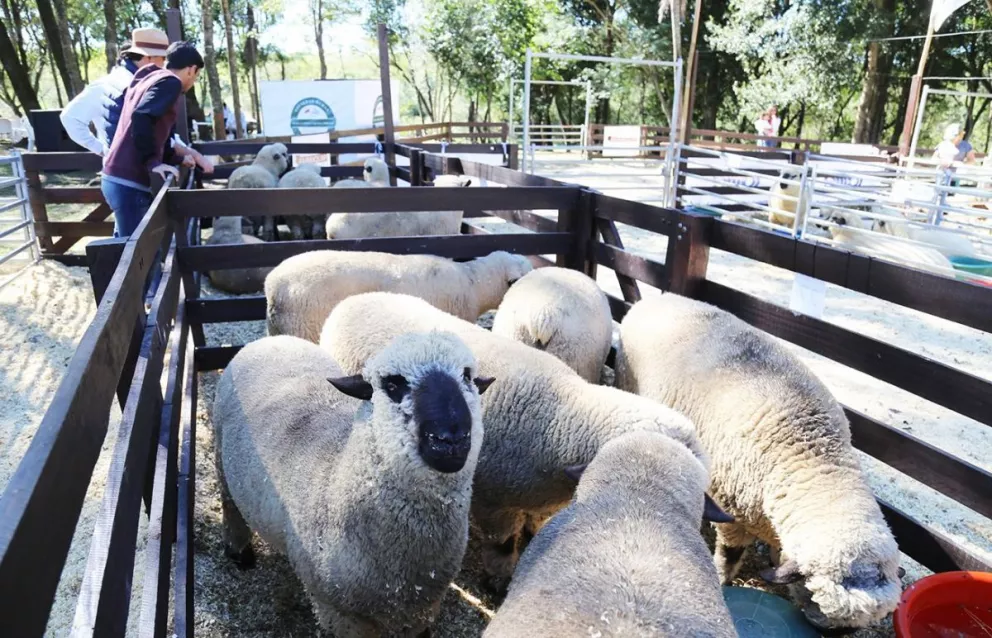 Gran parte de la producción de ganado ovino se concentra en el Sur provincial.