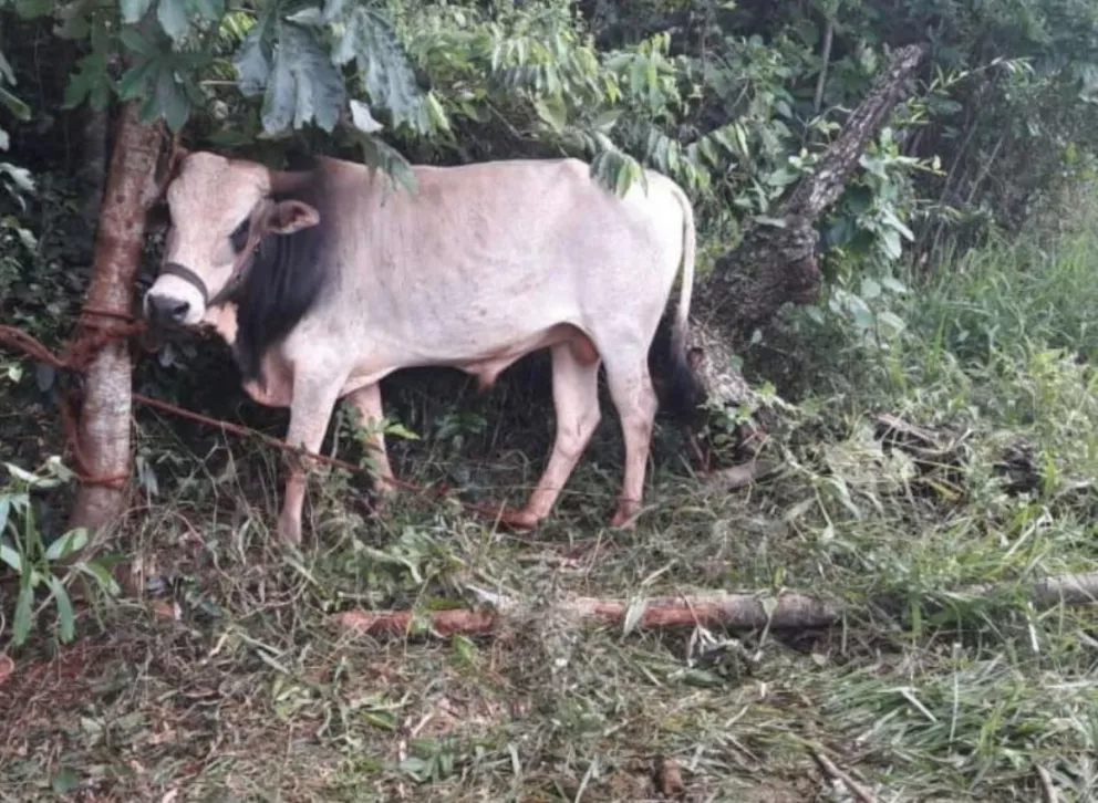 Recuperan un toro que fue robado en Santo Pipó