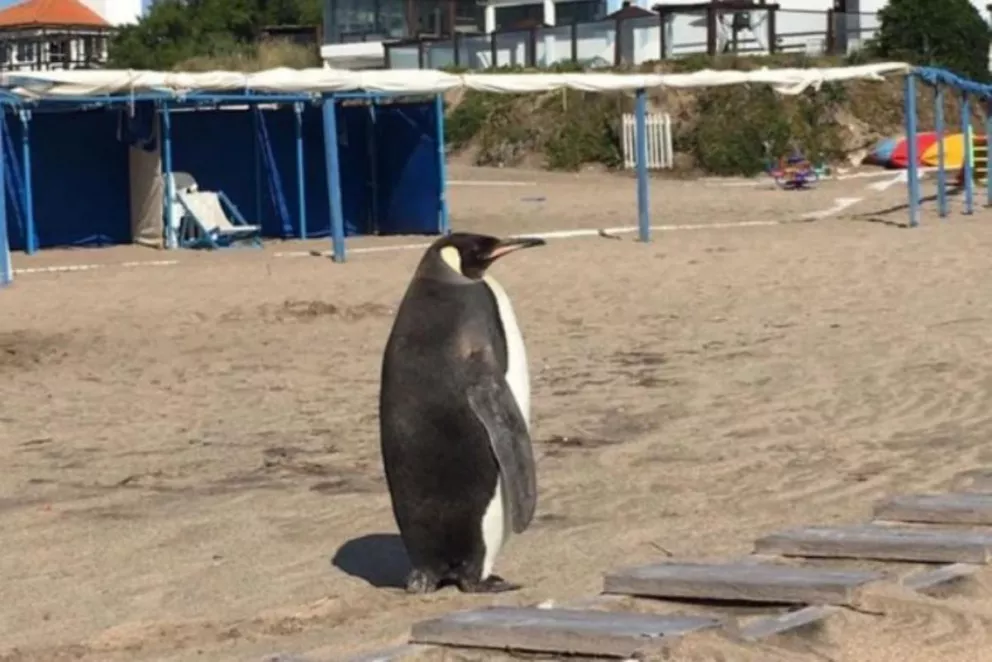 Un pingüino salió del mar y sorprendió a todos en un balneario de Miramar