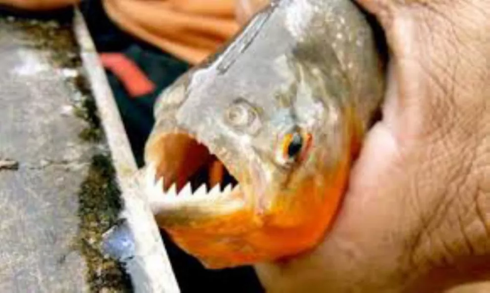 Pesca de pirañas para controlar la población en el río Paraná
