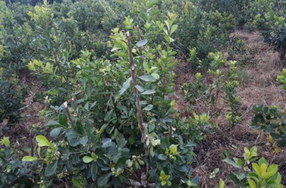 San Pedro: se robaron casi media tonelada de yerba mate San Pedro: se robaron casi media tonelada de yerba mate