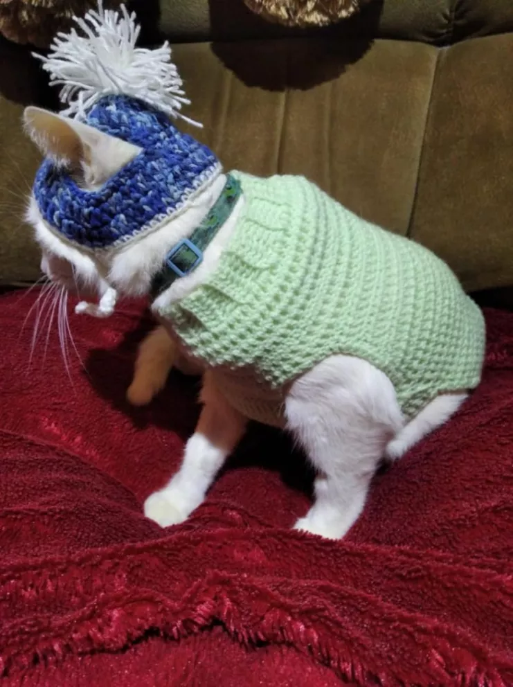Venden ropa crochet para gatos con el fin de costear la operación del suyo