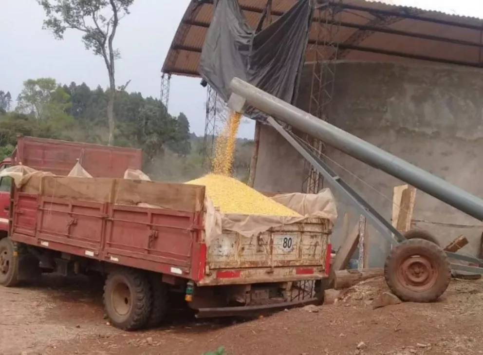 Pozo Azul: por producción de maíz, piden asistencia para construcción de nuevos silos