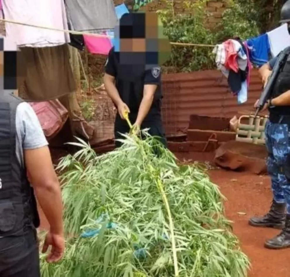 Campo Viera: encarcelan a jubilada por cultivar marihuana para uso medicinal