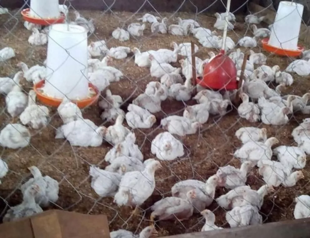 Wanda: fuerte apuesta de la cooperativa a la producción avícola  