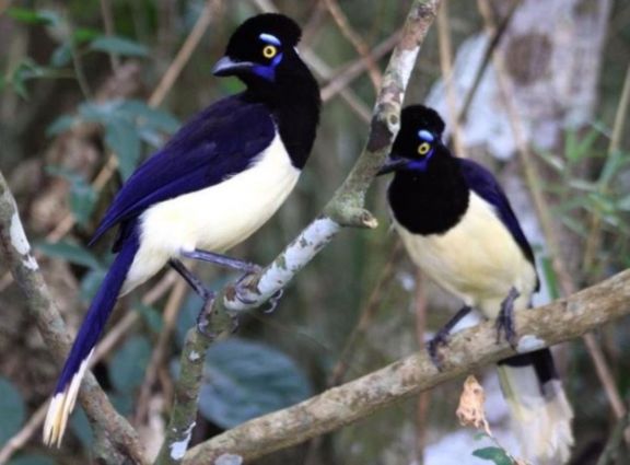 Los árboles también traen pájaros Los árboles también traen pájaros