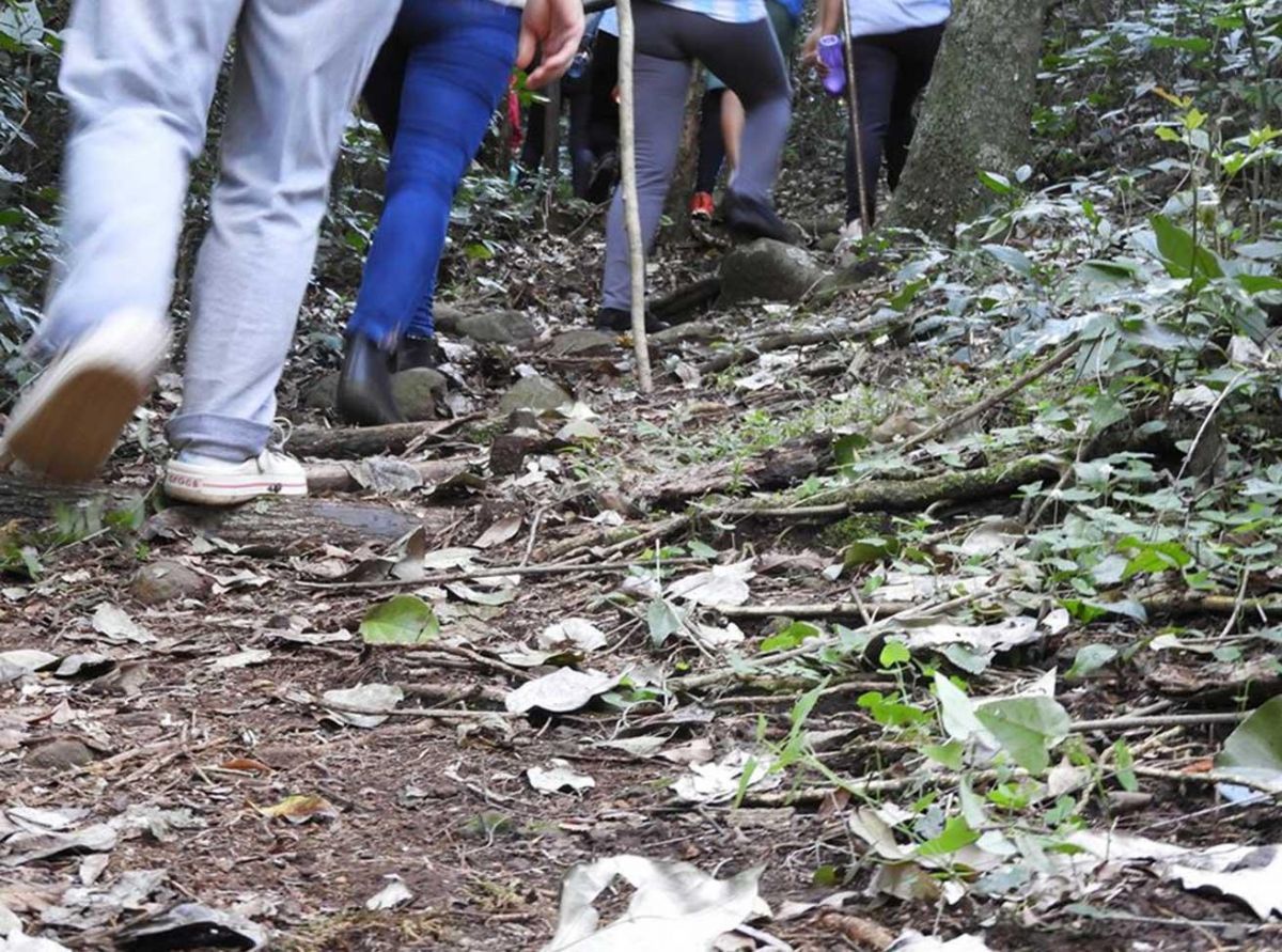 Rutas de senderismo en la selva misionera EL TERRITORIO Rutas de senderismo en la selva misionera EL TERRITORIO