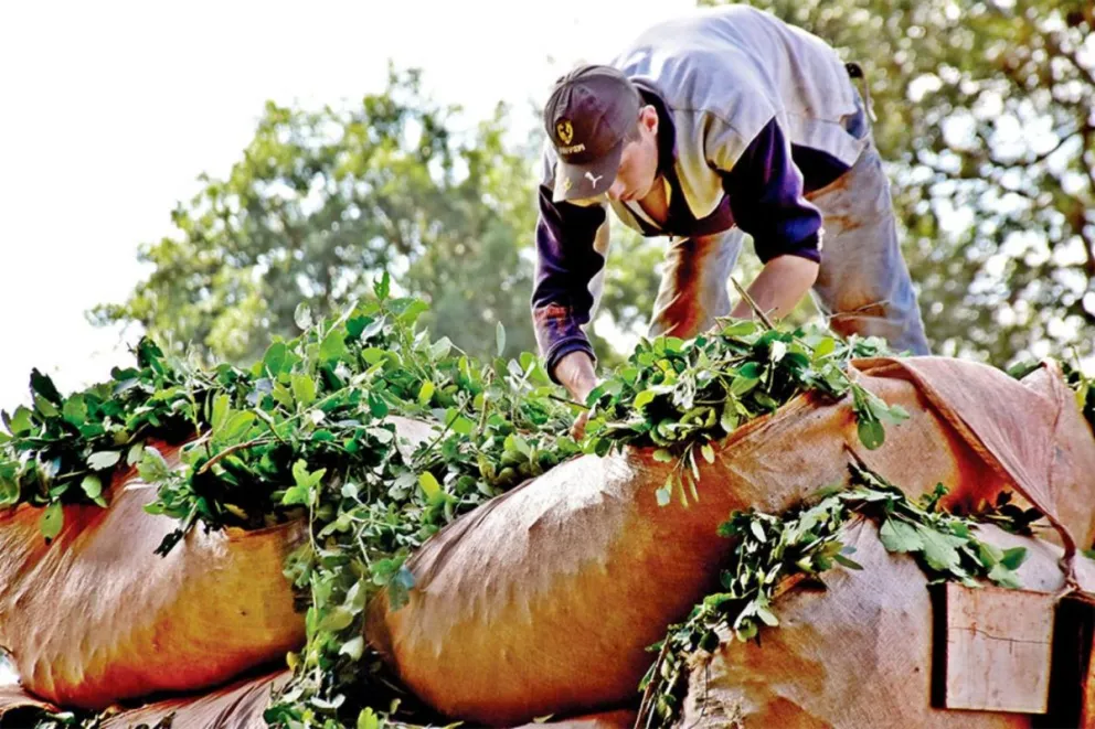 Expectativas en el mercado interno por mayor venta de yerba mate