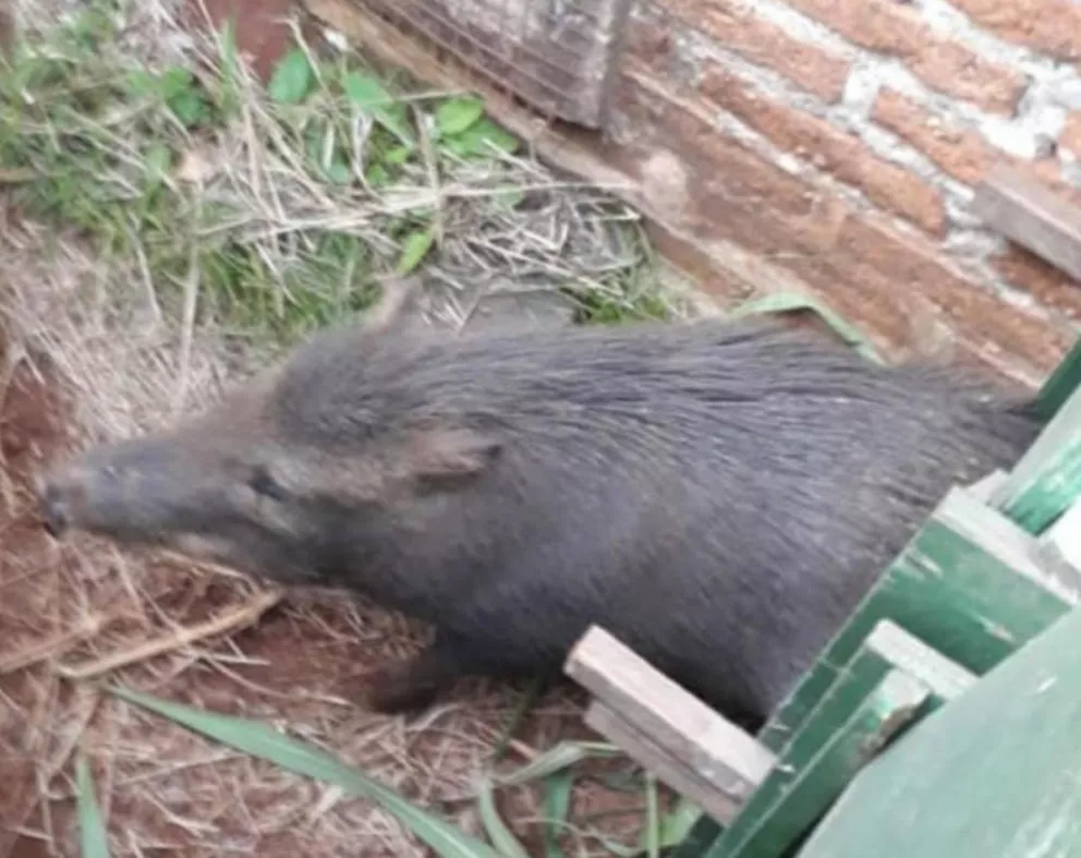 El Parque El Puma continúa con liberaciones y rescates de animales pese a la cuarentena