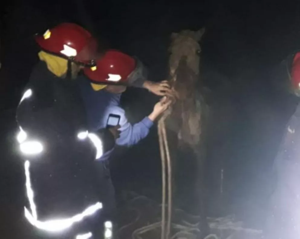 Garupá: rescatan a un caballo que había caído en un pozo
