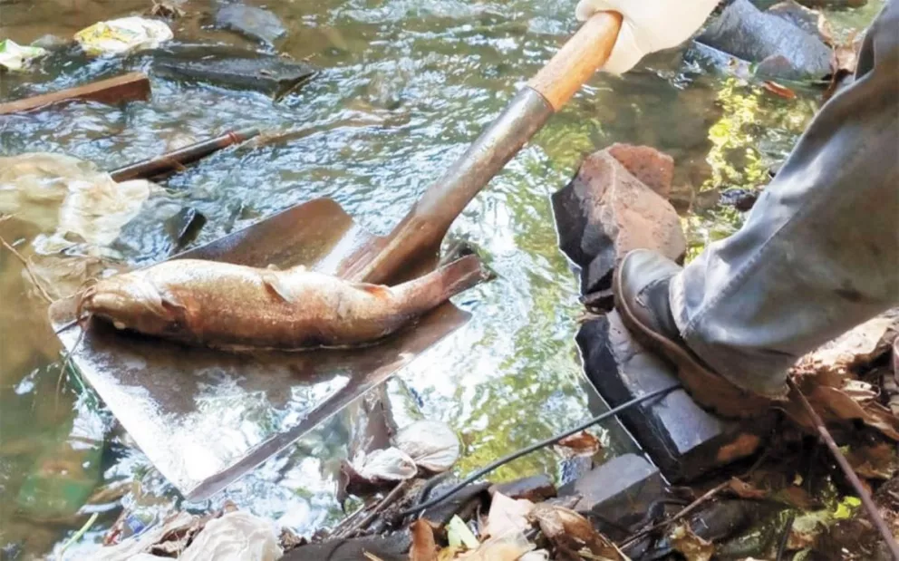 Retiraron 450 kilos de peces muertos del arroyo Vicario