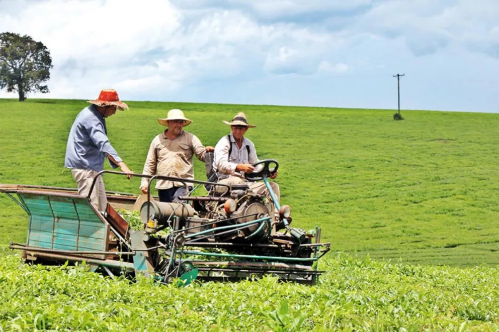 Firmas de té aguardan apertura de mercados tras gran freno en  las exportaciones