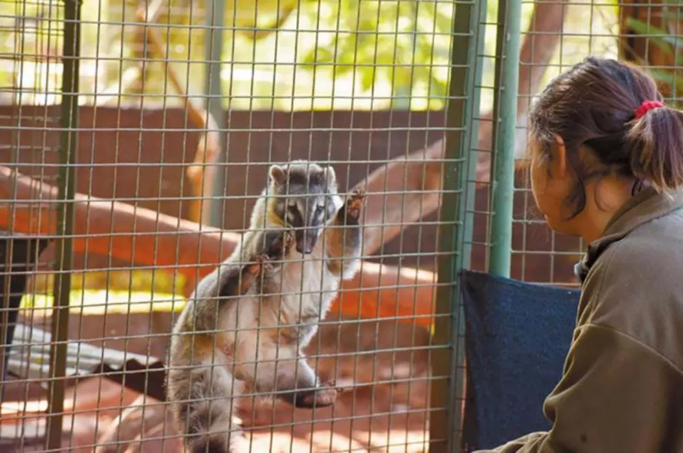 La reserva El Puma sigue con el rescate de animales