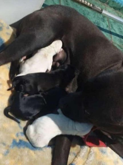 Agente de policía de Eldorado rescató seis cachorros abandonados Agente de policía de Eldorado rescató seis cachorros abandonados