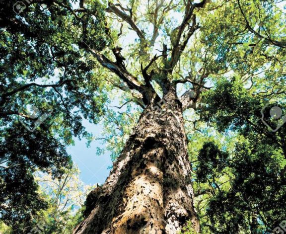 El árbol de fuego El árbol de fuego