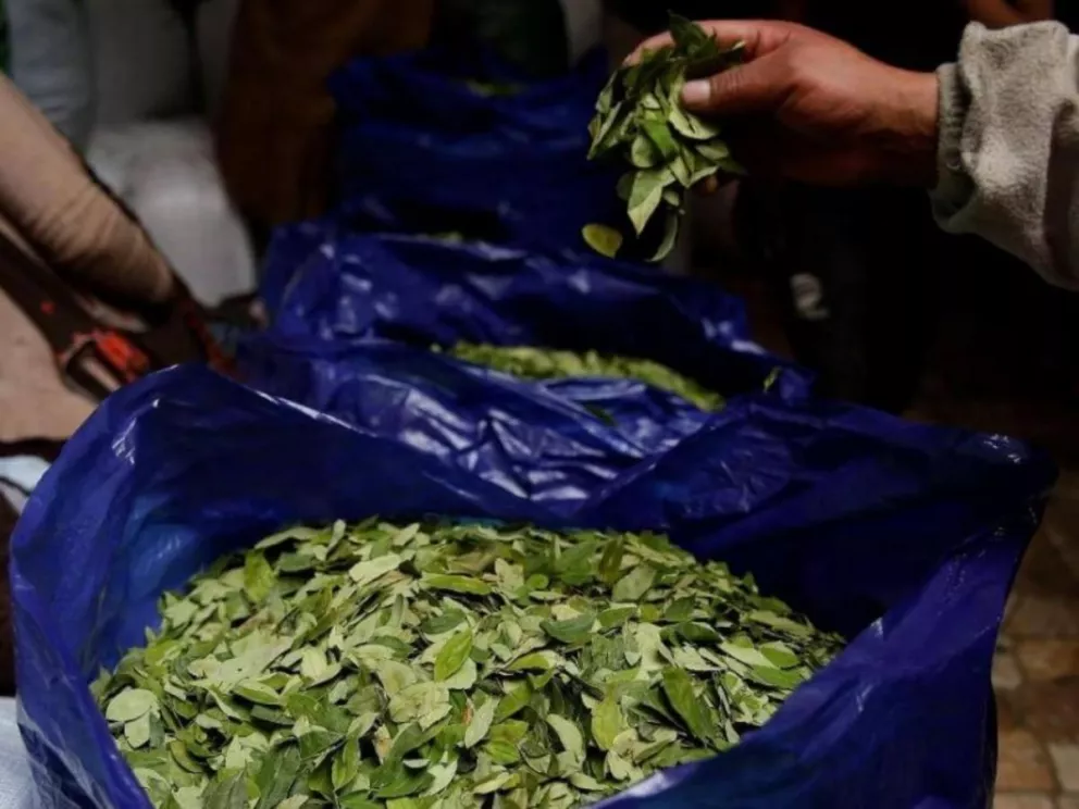 Autorizan a Jujuy y Salta a distribuir más de 800 kilos de hojas de coca incautados por contrabando