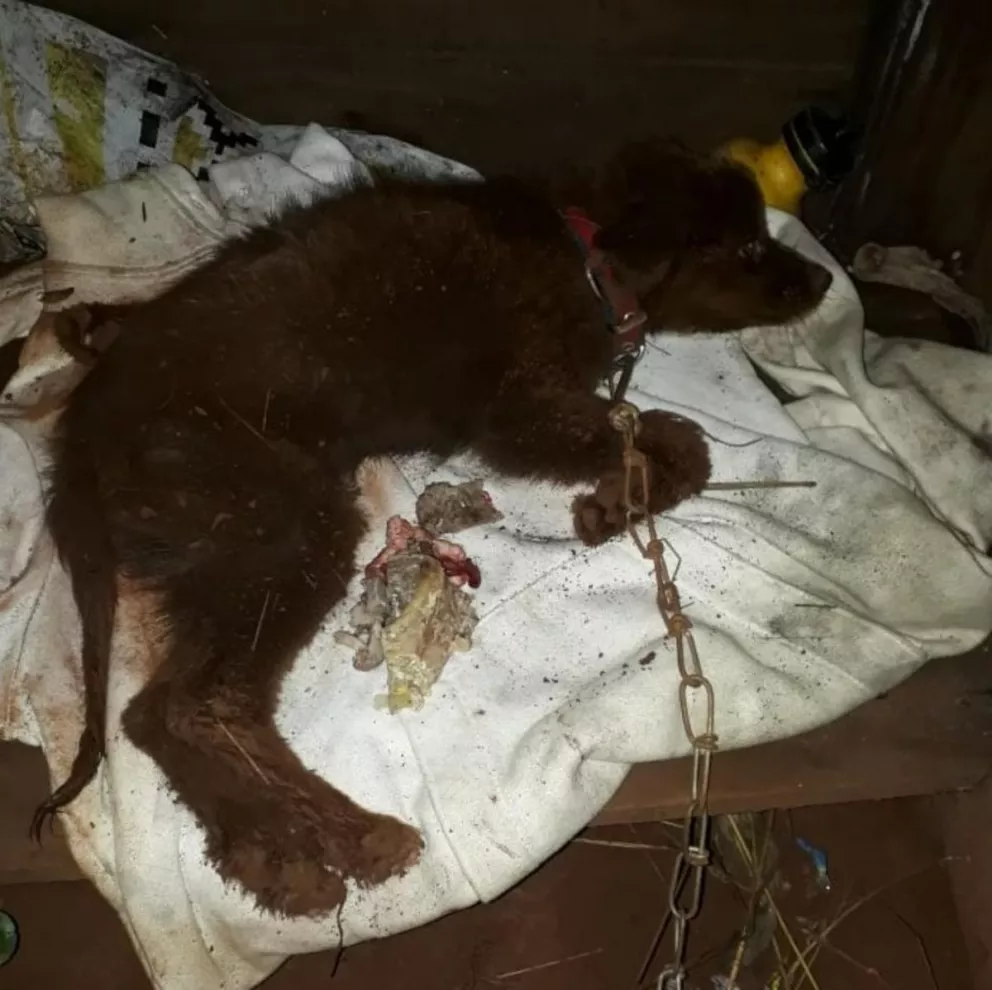 Rescatan a una cachorra maltratada pero terminó muriendo
