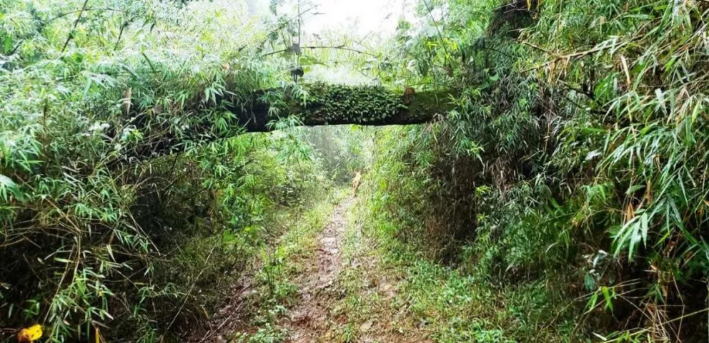 Imagen de uno de los caminos internos de la reserva Héctor Fernández en San Antonio