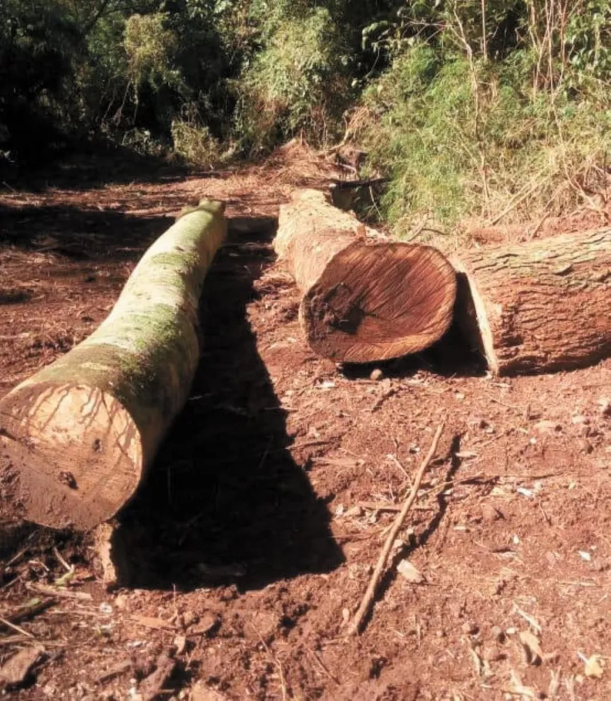 Aumentaron las multas por el apeo ilegal de madera nativa