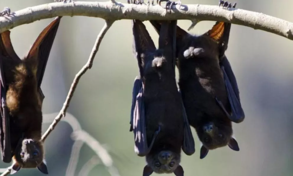 Encuentran en China cientos de nuevos Covid-19 en murciélagos