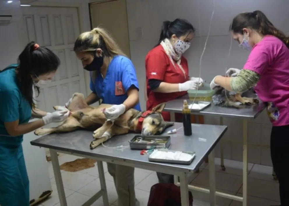 Continúan los operativos de vacunación y castración de mascotas en Montecarlo