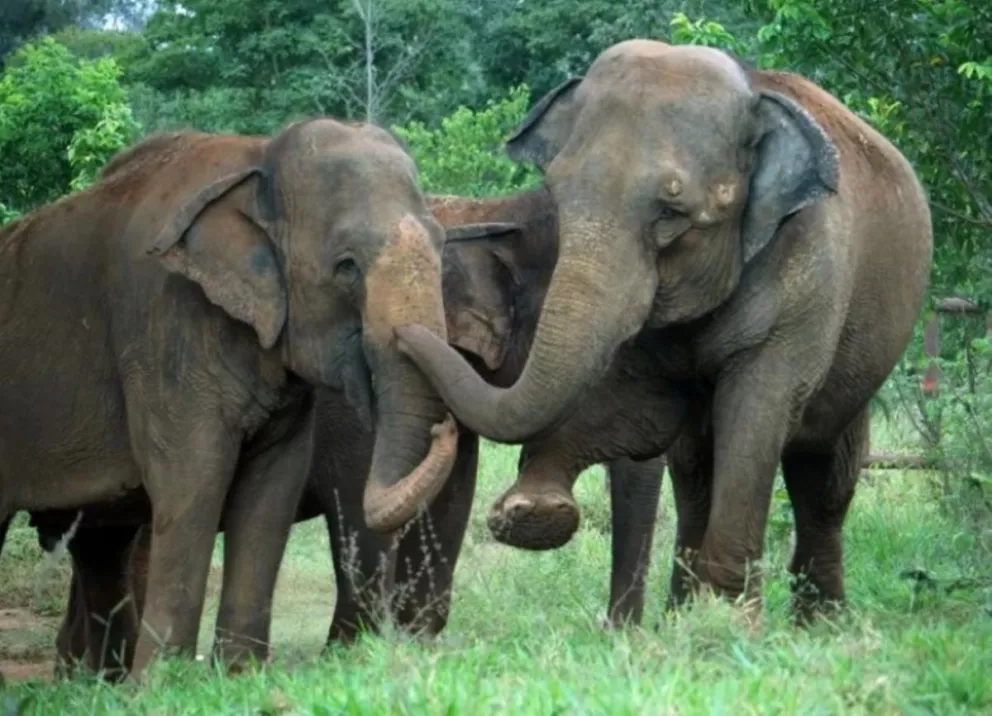El fin de la cuarentena de Mara en Brasil: por primera vez hace vida de elefanta