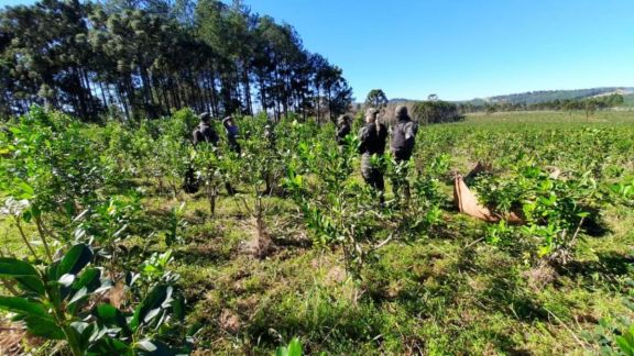 Detuvieron a una persona por robo de yerba mate en Montecarlo Detuvieron a una persona por robo de yerba mate en Montecarlo