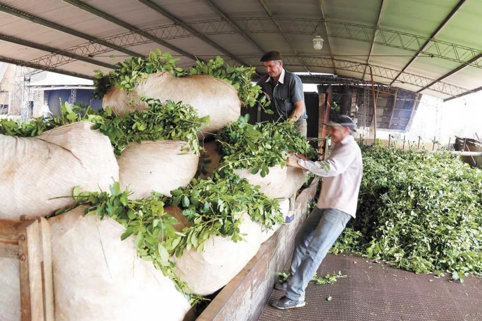 Por cada mil kilos de cosecha de yerba actualmente en el mercado se pagan 35.000 pesos.