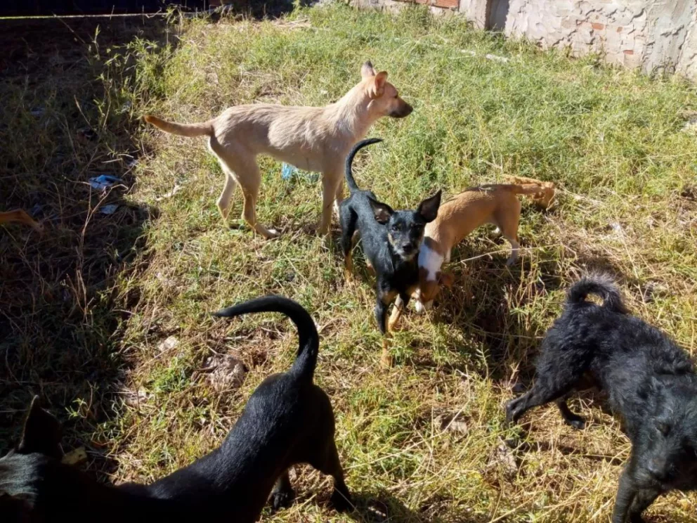 La pandemia afectó su empleo y necesita ayuda para los 26 perros que rescató