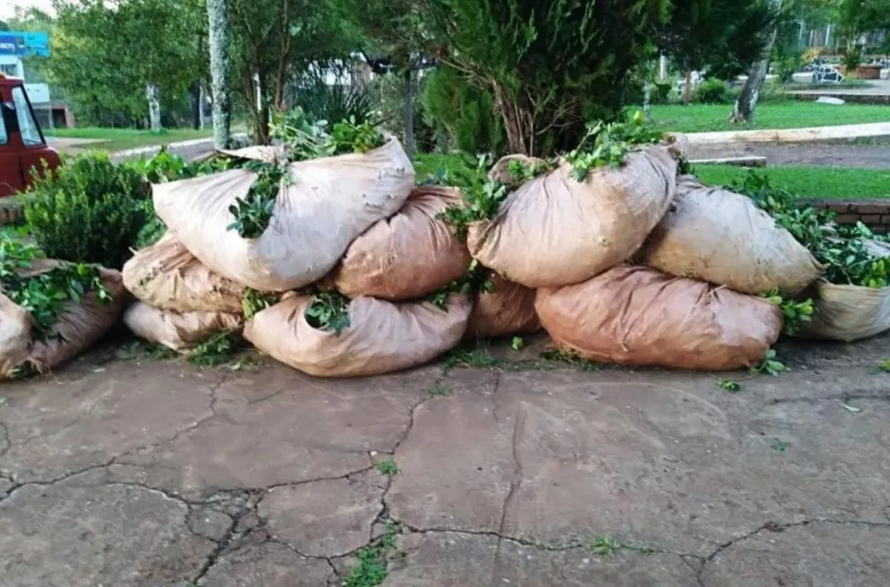 Caraguatay: cosecha de yerba mate ilegal resultó con tres personas detenidas