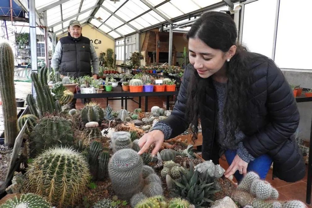 Patricia y Roberto se dedican cuidadosamente a cada cactus.