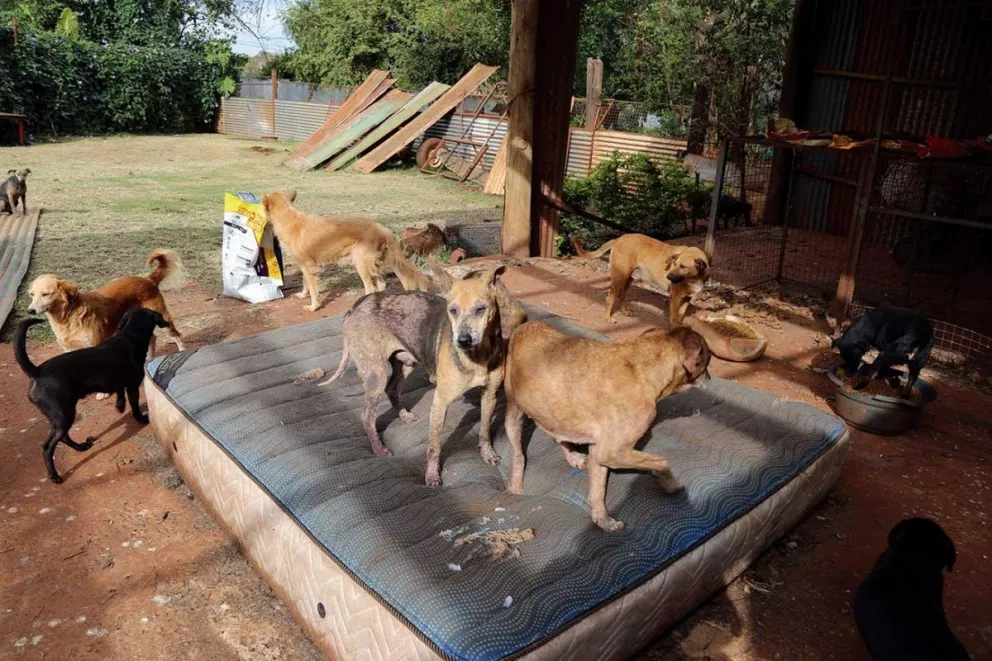 En casi 20 años, El Refugio dio a más de 8.000 perros en adopción.
