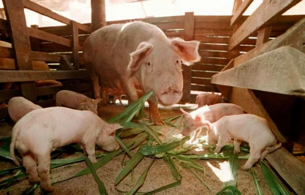 Brasil emite alerta sanitaria por una nueva gripe porcina 