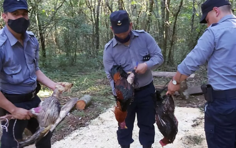 Detuvieron a cinco hombres por organizar riñas de gallos en Itacaruaré
