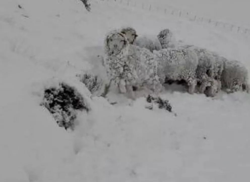 Continúan las fuertes nevadas en la Patagonia y hay alerta por la ganadería