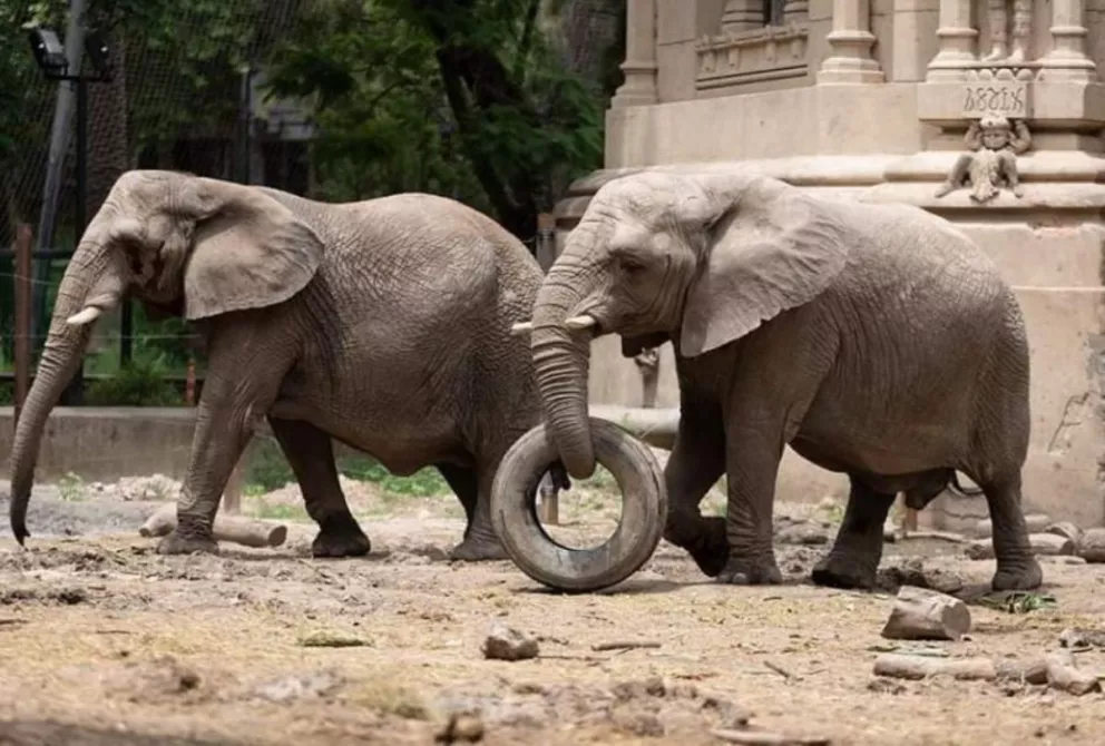 Trasladarán a Kuky y Puky al Santuario de Elefantes de Brasil