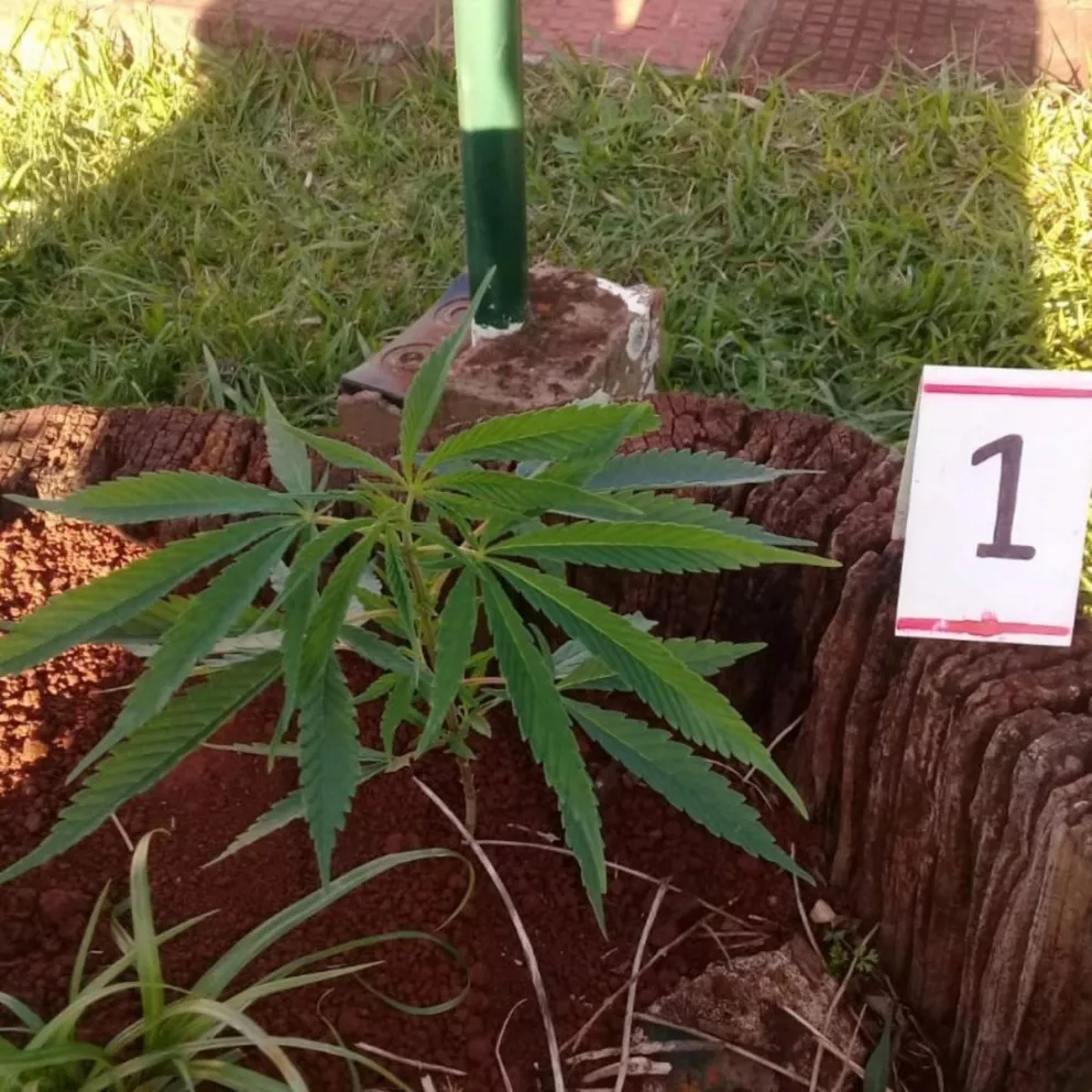 Una planta de marihuana en la Plaza de la Mujer en Campo Grande