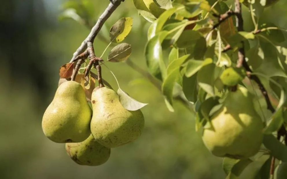 La AFIP lanzó un programa de alivio fiscal para productores de peras y manzanas