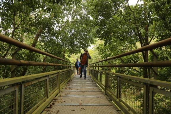 Aparecen casi a diario yaguaretés y pumas en el Parque Nacional Iguazú Aparecen casi a diario yaguaretés y pumas en el Parque Nacional Iguazú
