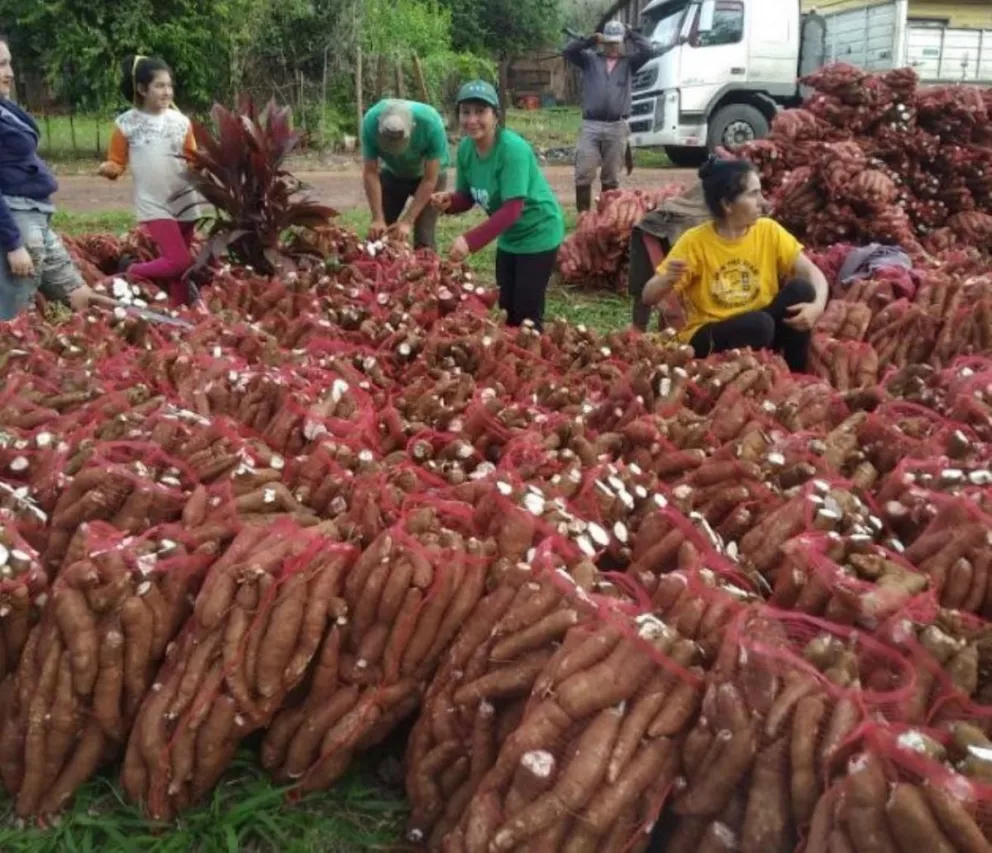 Productores de Piray vendieron 28 mil kilos de mandioca y batata a Buenos Aires