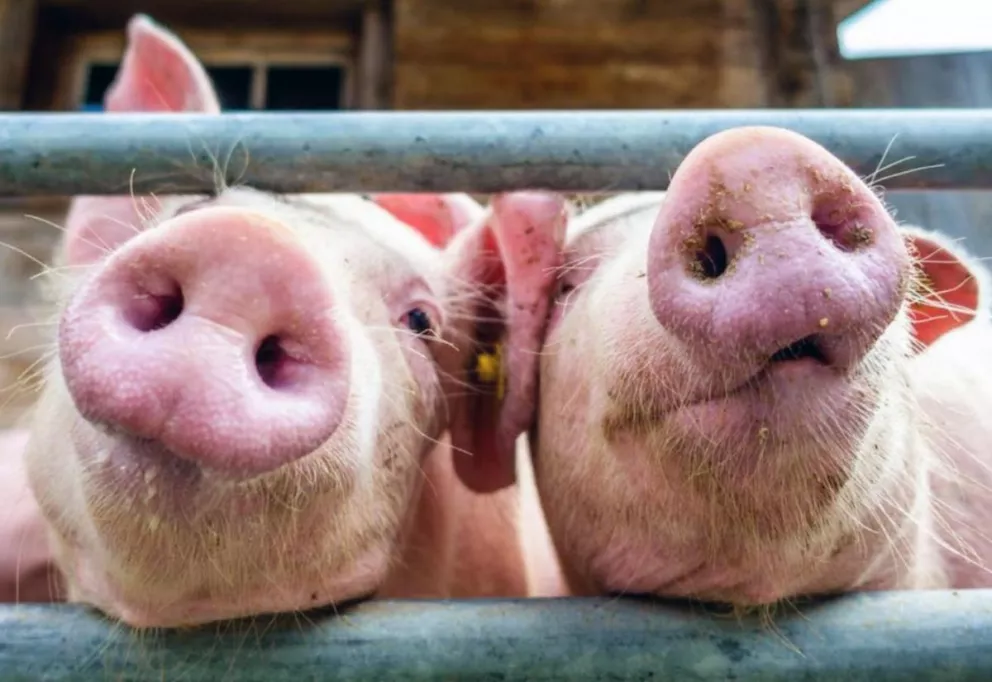 Alarma en el sur de Brasil por una nueva cepa de gripe porcina 