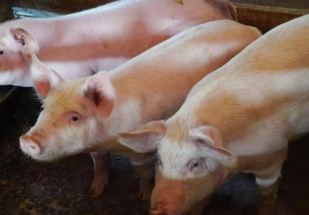 Autoridades recorrieron la cuenca porcina y se reunieron con productores